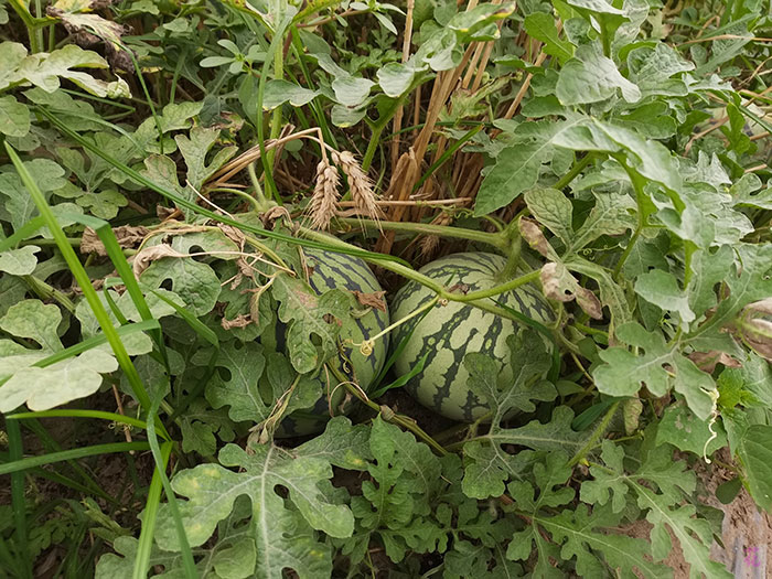 西瓜秧里的西瓜